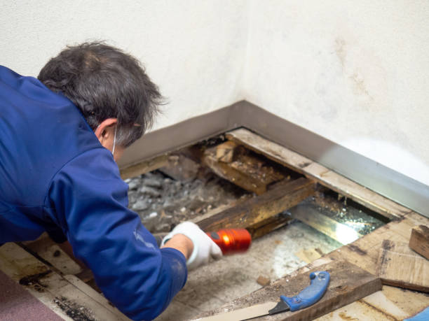 Best DIY Mold Remediation Support Services in Sherman, TX