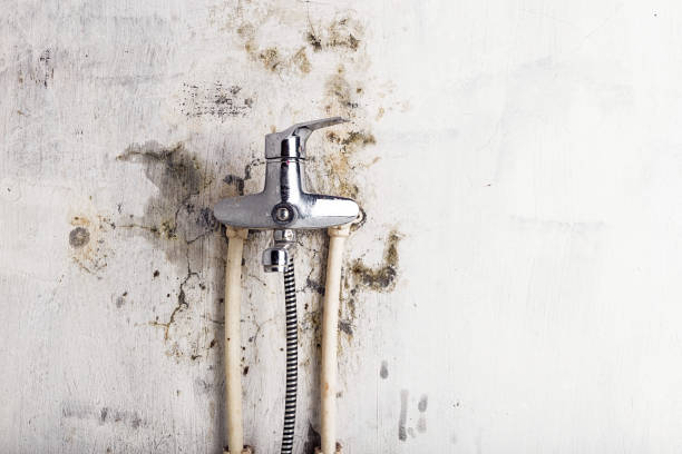 Best Health and Safety Mold Remediation in Sherman, TX