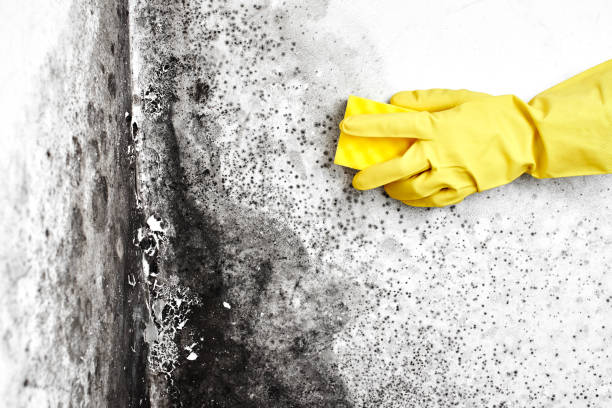 Best Residential Mold Remediation in Sherman, TX
