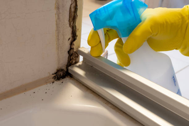 Best HVAC Mold Remediation in Sherman, TX