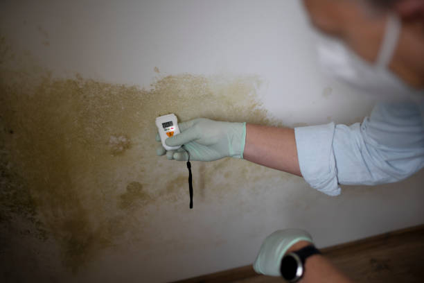 Best Localized Mold Remediation (e.g., coastal areas, humid climates) in Sherman, TX