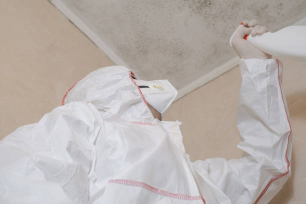 Best Black Mold Remediation in Sherman, TX