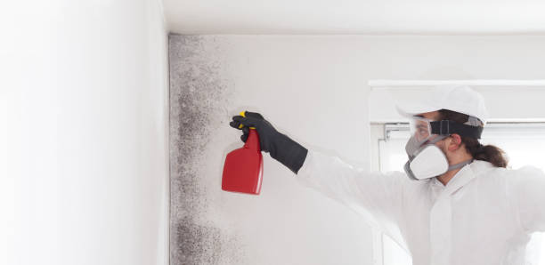 Best Black Mold Remediation in Sherman, TX