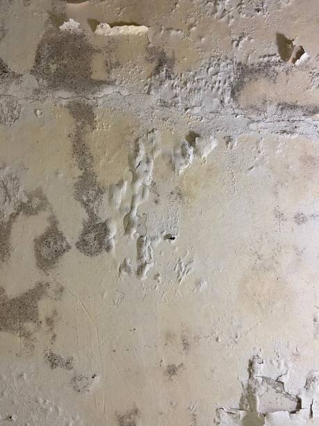 Best Mold Remediation for Specific Building Types in Sherman, TX