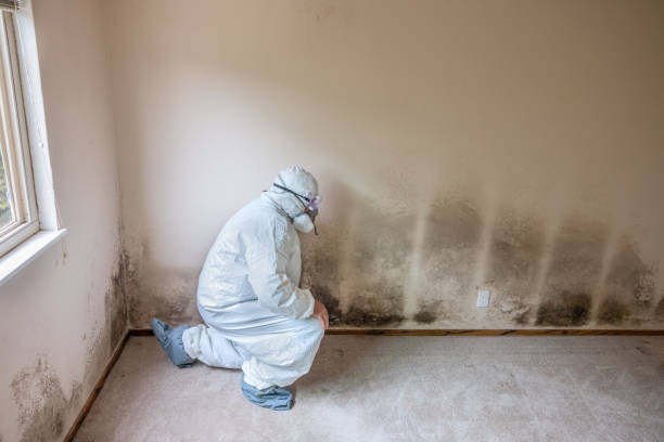 Sherman, TX Mold Remediation Company