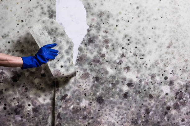 Best Attic Mold Remediation in Sherman, TX